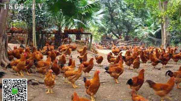 鸡吃什么 鸡吃什么饲料，鸡一天吃多少饲料？