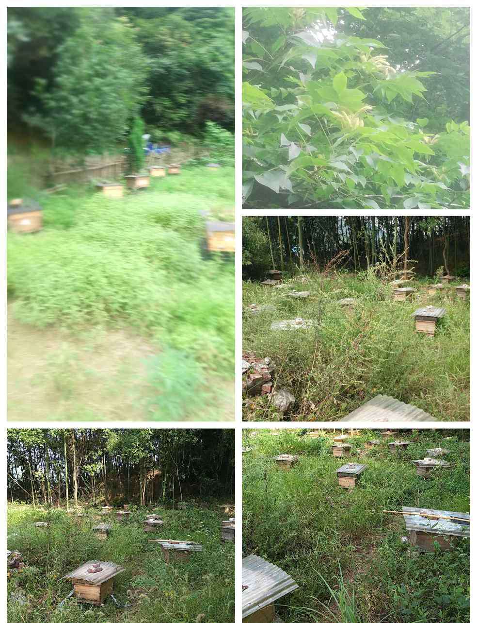凡人梦 蜂因花入凡人梦、好蜜首选聚花缘