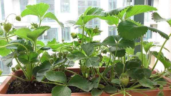 怎么种植草莓 家庭种盆栽草莓，一个简单的好方法，冬天提前猛结果