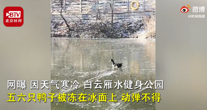 鸭子被公园湖面冻住 消防破冰救援 网友：太难了鸭