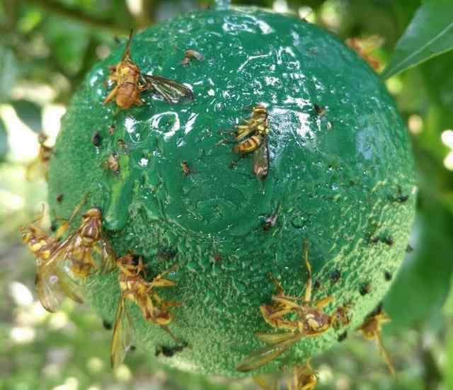 赤眼蜂价格 家里小菜园不想用农药，5个低成本小妙招，绿色环保杀虫效果好