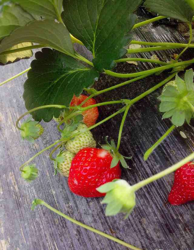 四季草莓 家里也可以养四季草莓？终于一年四季都有草莓吃啦