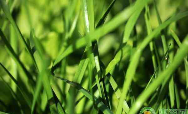 韭菜种植技术 家庭阳台韭菜种植方法步骤，手把手教您种韭菜！