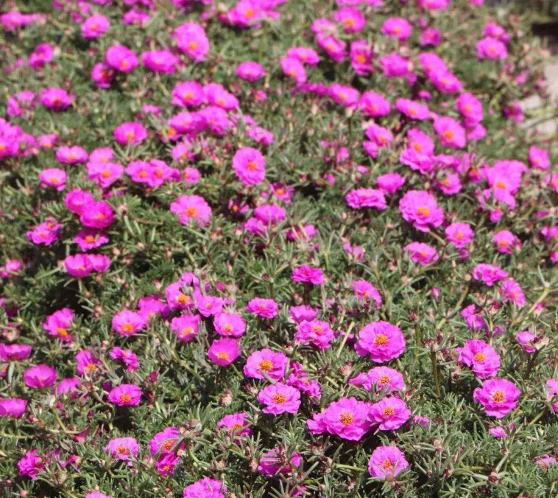 蜂室花 常见粉色系花草