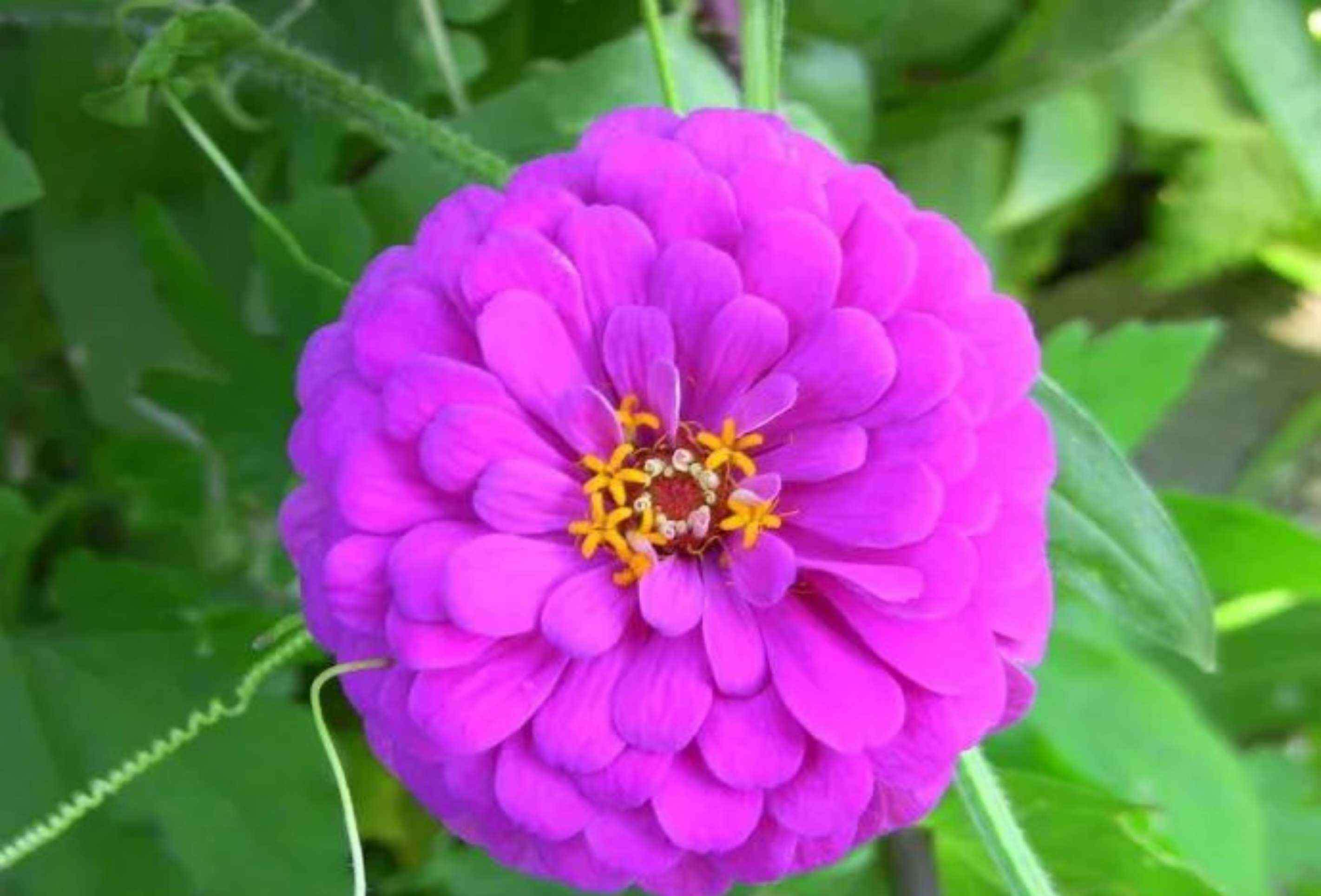 蜂室花 常见粉色系花草