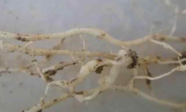 线虫图片 几种农作物的根结线虫病害图