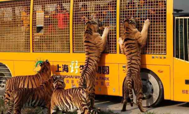上海野生动物园旅游攻略 2020上海野生动物园门票交通及游玩攻略