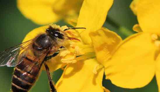 往土里钻的蜜蜂是什么蜂 往土里钻的蜜蜂是什么蜂类