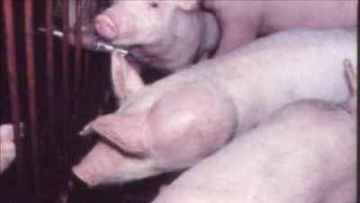 肌肉注射的部位 技术你真的会给猪打针吗？图文教你找到正确的肌肉注射部位