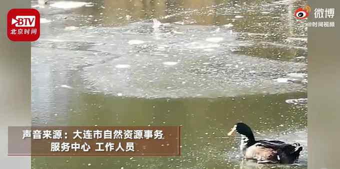 鸭子被公园湖面冻住 消防破冰救援 网友：太难了鸭