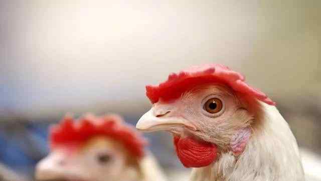 鸡胸肉价格 鸡肉价格暂时暴跌，预测：鸡肉有望持续到明年1-2月份