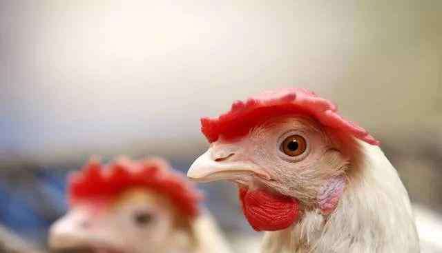 鸡胸肉价格 鸡肉价格暂时暴跌，预测：鸡肉有望持续到明年1-2月份