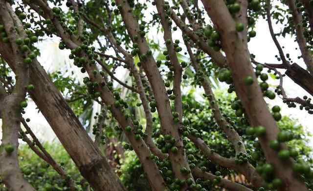 嘉宝果树种植方法 嘉宝果吃过的人很多，谁了解它的种植方法呢？