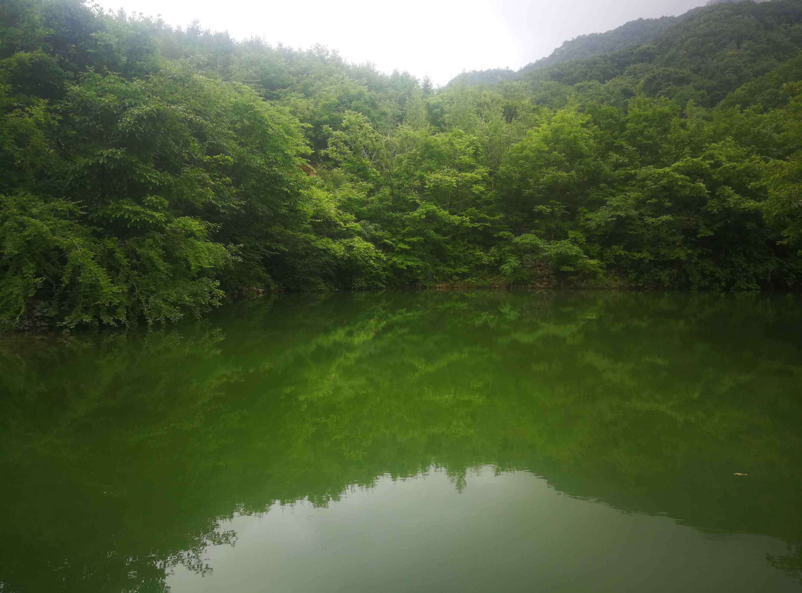 展枝唐松草 2019.6.13.暴马川植物印象