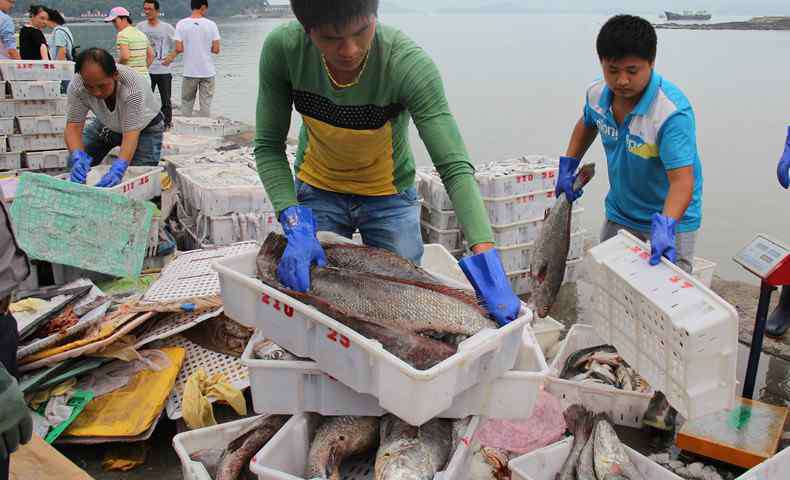 金鲳鱼多少钱一斤 金鲳鱼多少钱一斤 金鲳鱼有哪些营养价值