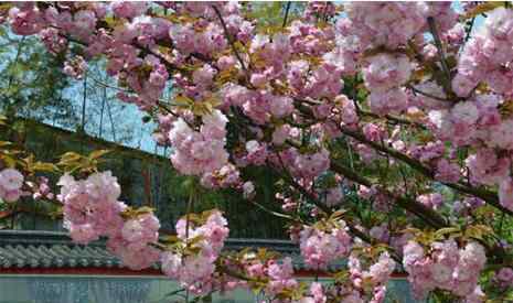 南京樱花 南京六大赏樱花胜地