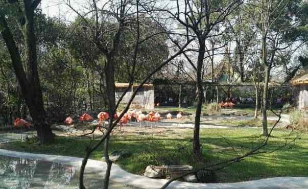 上海动物园地址 2020上海动物园门票地址交通及景区介绍
