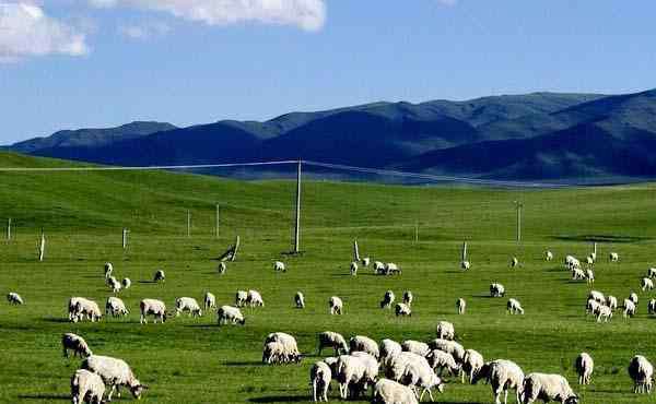 白花马蔺 2020马兰花大草原旅游攻略 门票交通天气景点介绍