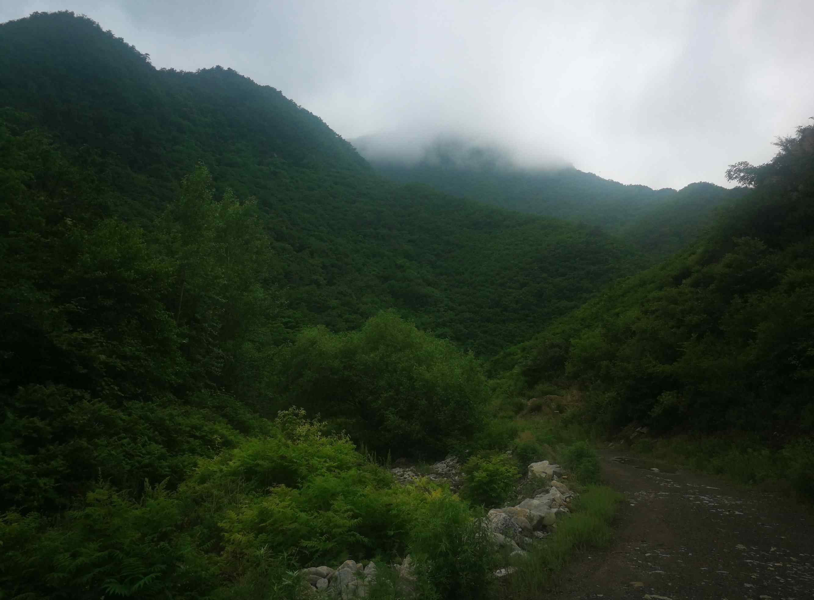 展枝唐松草 2019.6.13.暴马川植物印象