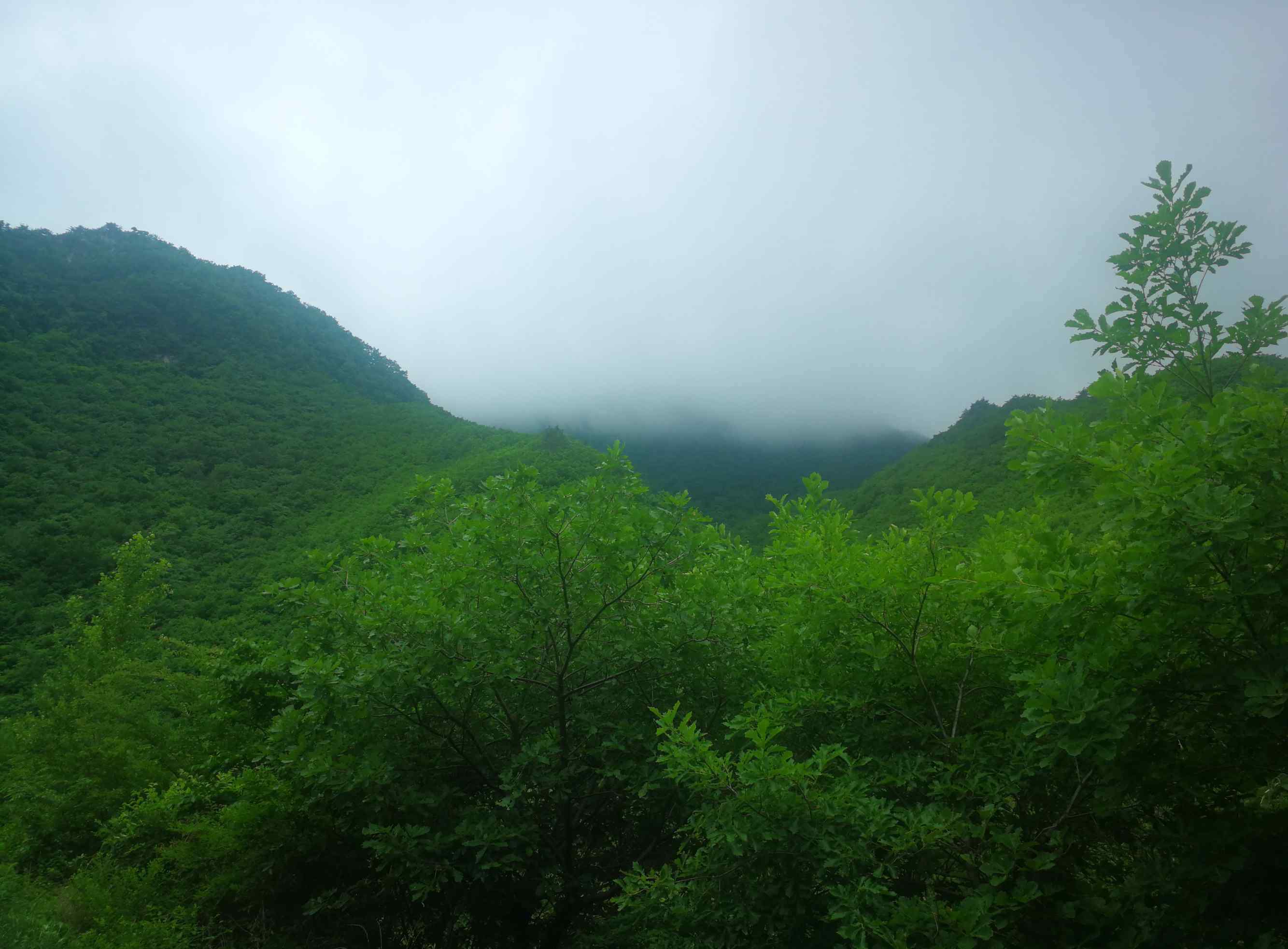 展枝唐松草 2019.6.13.暴马川植物印象