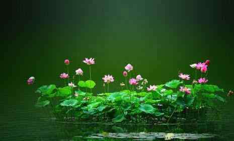 北京荷花什么时候开 2019北京荷花几月开+地址+开放时间+门票