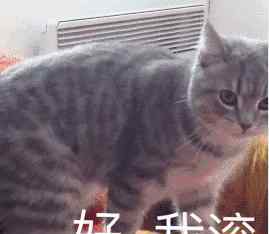 超可爱表情包 超可爱的表情包大全