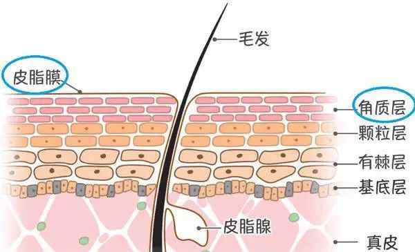 修复皮肤屏障 如何修复受损的皮肤屏障