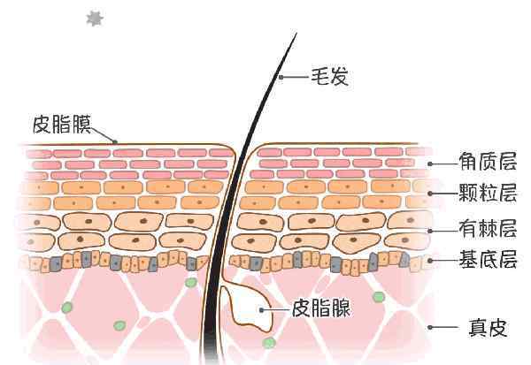 修复皮肤屏障 如何修复受损的皮肤屏障