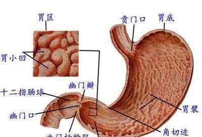 肚子疼的图片 看懂一张图 让你懂得肚子疼对应的各种疾病