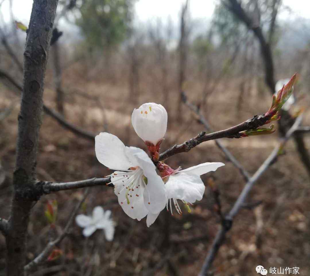 杨亚娟 杨亚娟：三月桃花开