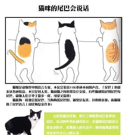 猫的尾巴 猫咪尾巴的含义，你知道吗？