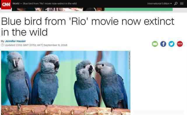 蓝翅金刚鹦鹉 《里约大冒险》主角小蓝金刚鹦鹉，在2018年灭绝了？
