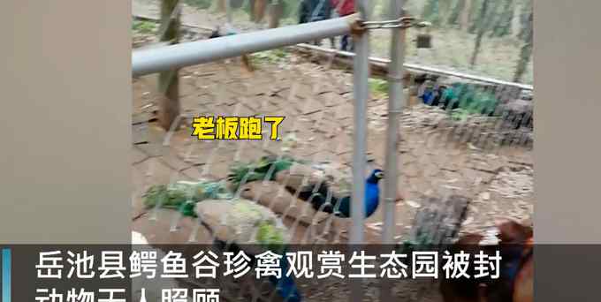 网传四川一动物园因老板欠钱被封 部分动物被饿死 网友心疼：好可怜！