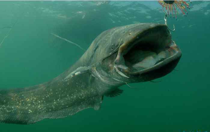 最凶猛的鱼 世界十大最凶猛淡水鱼 食人鱼仅排第二