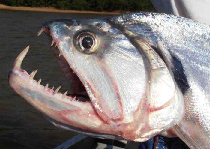 最凶猛的鱼 世界十大最凶猛淡水鱼 食人鱼仅排第二