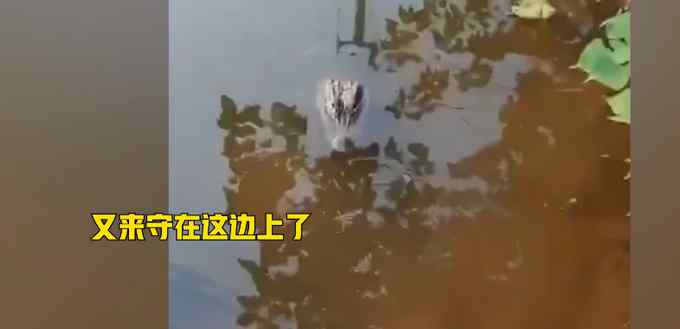 安徽一女子河边洗碗被野生扬子鳄“蹲守” 觅食画面被拍下 网友：有点萌