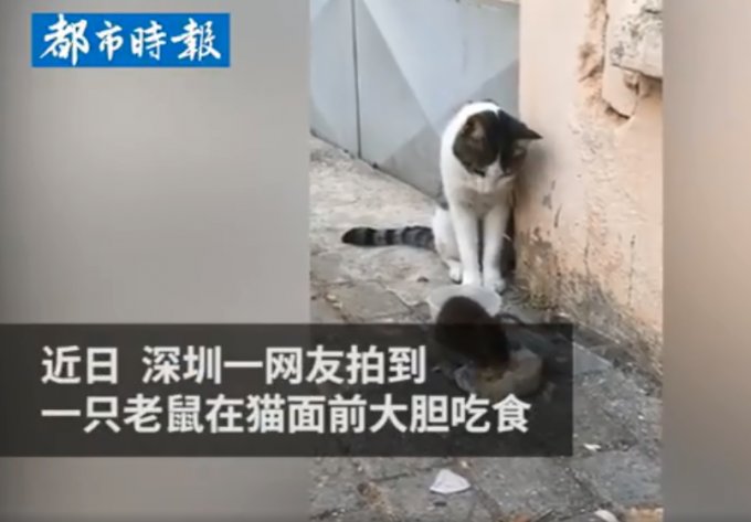 老鼠明目张胆在猫前吃饭 猫畏首畏尾不敢动最后还被吓跑 网友：丢尽猫脸