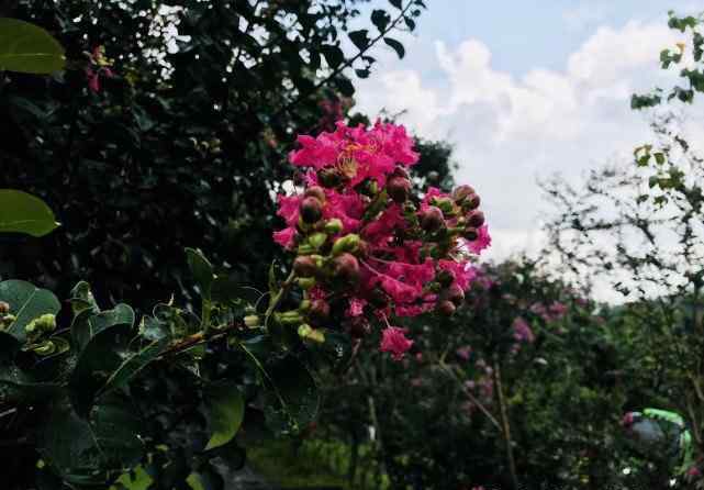 仙湖植物园门票 深圳仙湖植物园在哪里哪个区要门票吗晚上可以进去吗好玩吗