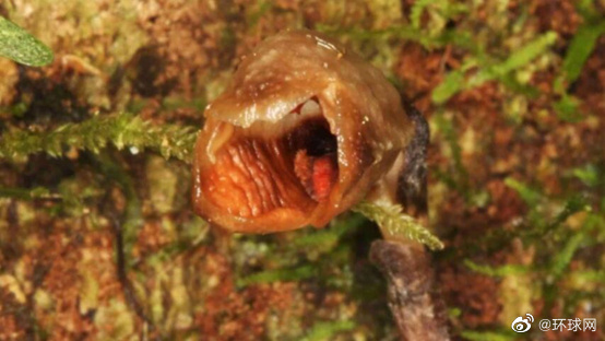 世界上最丑的兰花 看着很恶心 网友：像大肠