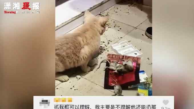 老鼠明目张胆在猫前吃饭 猫畏首畏尾不敢动最后还被吓跑 网友：丢尽猫脸