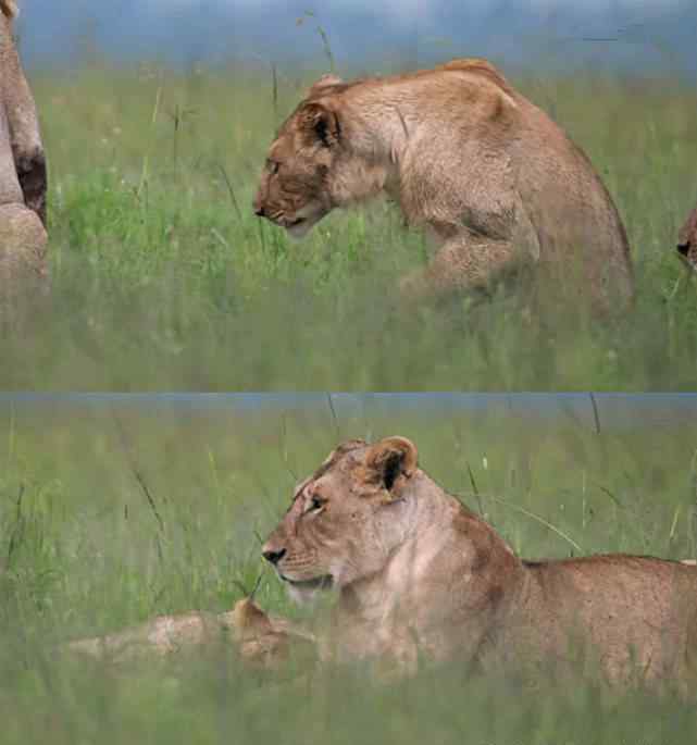 小狮子 小狮子中毒后，母狮无奈抛弃了它，濒死前最后一个眼神令人心碎！