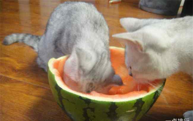 猫吃什么食物 猫最爱吃的10种食物 猫除了吃猫粮还吃什么