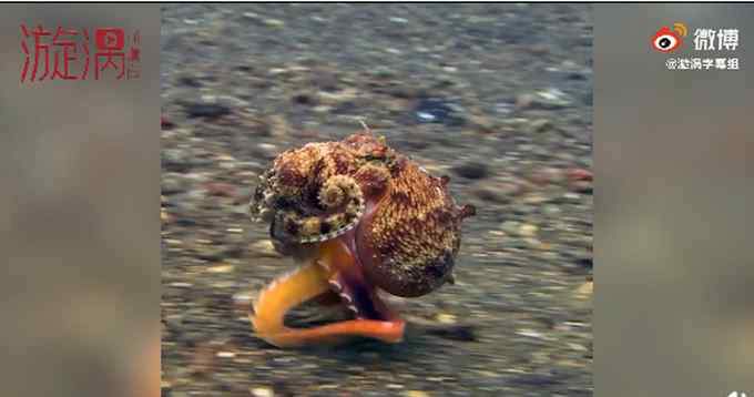 章鱼在海底用触角飞速行走 动作自如与人类无异 画面奇异逗笑网友