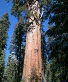 亥伯龙树 世界上最高的树排行前十名 亥伯龙神排第一