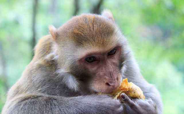 猴子宠物 猴子究竟能不能当宠物养？养过猴子的人回应：想多活几天就别养