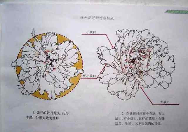 白描牡丹 超详细的牡丹白描结构图