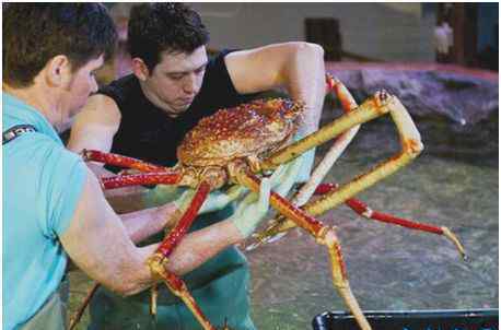 最大的螃蟹 世界上最大的螃蟹，巨螯蟹长4.2米，有过杀人传说