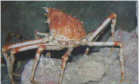 最大的螃蟹 世界上最大的螃蟹，巨螯蟹长4.2米，有过杀人传说