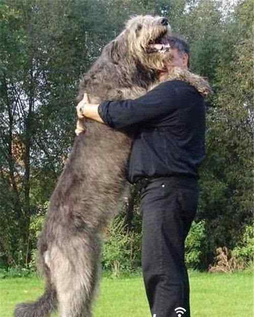 爱斯基摩狗 世上最可爱十大狗狗 爱斯基摩犬仅排第七