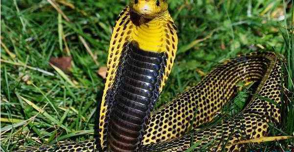 世界上最致命的蛇 世界十大毒蛇 世界上最致命的蛇